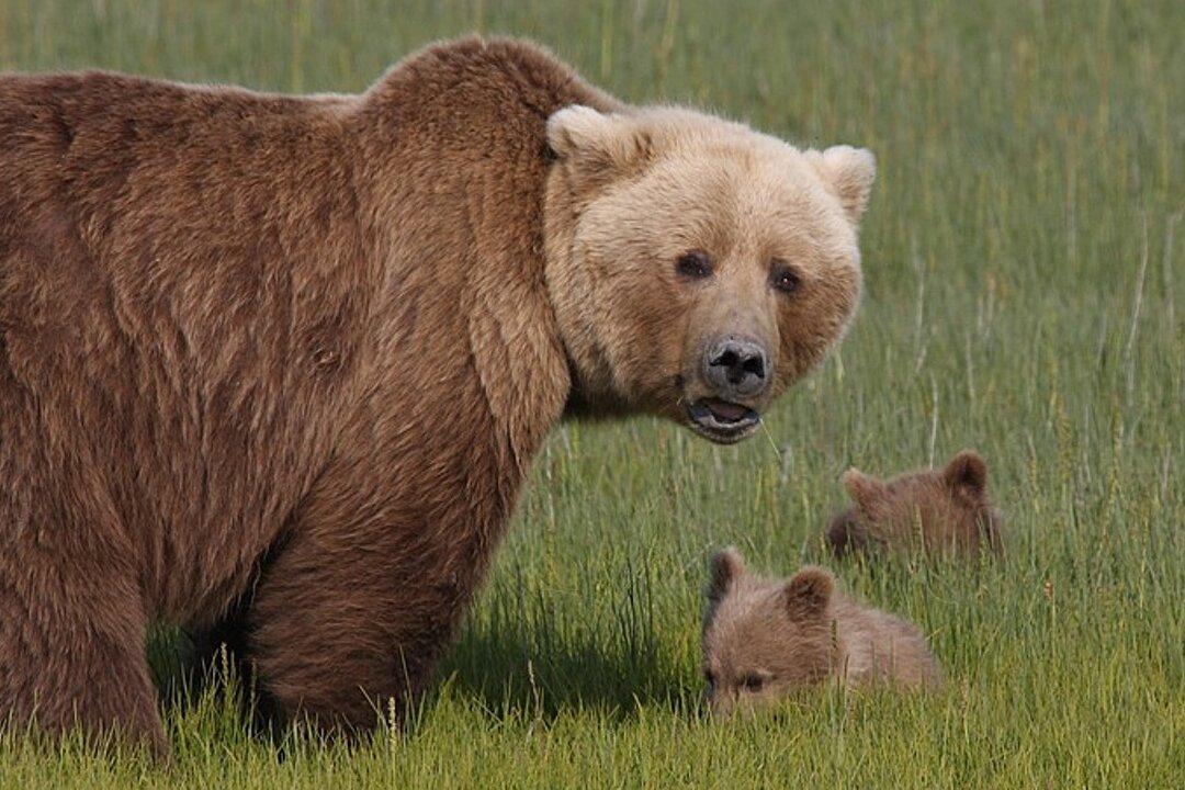 ‘That Cub Was so Small,’ Mother Bear Bites Man After His Dog Attacked Her Cub