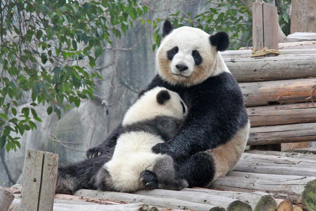 Miracle Panda Cub at Belgian Zoo Remains a Celebrity 3 Years After Birth