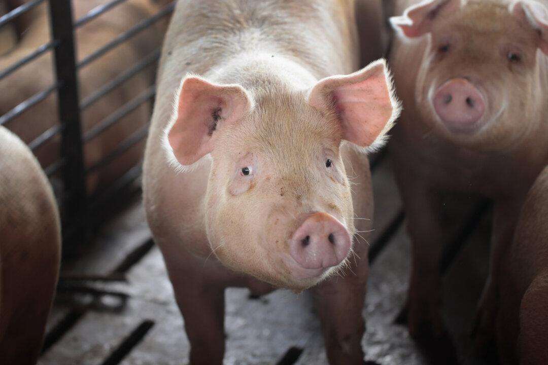 Nonprofit Citizens Against Government Waste’s ‘Pig Book’ Exposes Billions in Earmarks