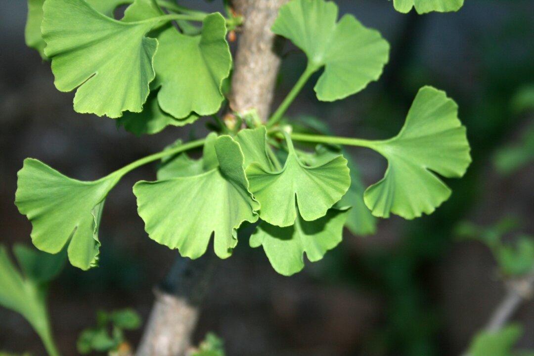 Gingko Biloba: A Plant That Lives 1,000 Years, Treats 100 Conditions