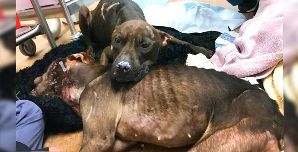 Pit Bull Abandoned in Park by Dogfighters Lies Atop Dying Mate to Keep Her Warm