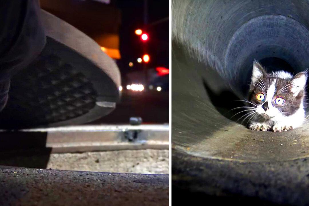Kitten Trapped in Sewers Leads Rescuers on a Desperate Chase Under the Streets of Los Angeles