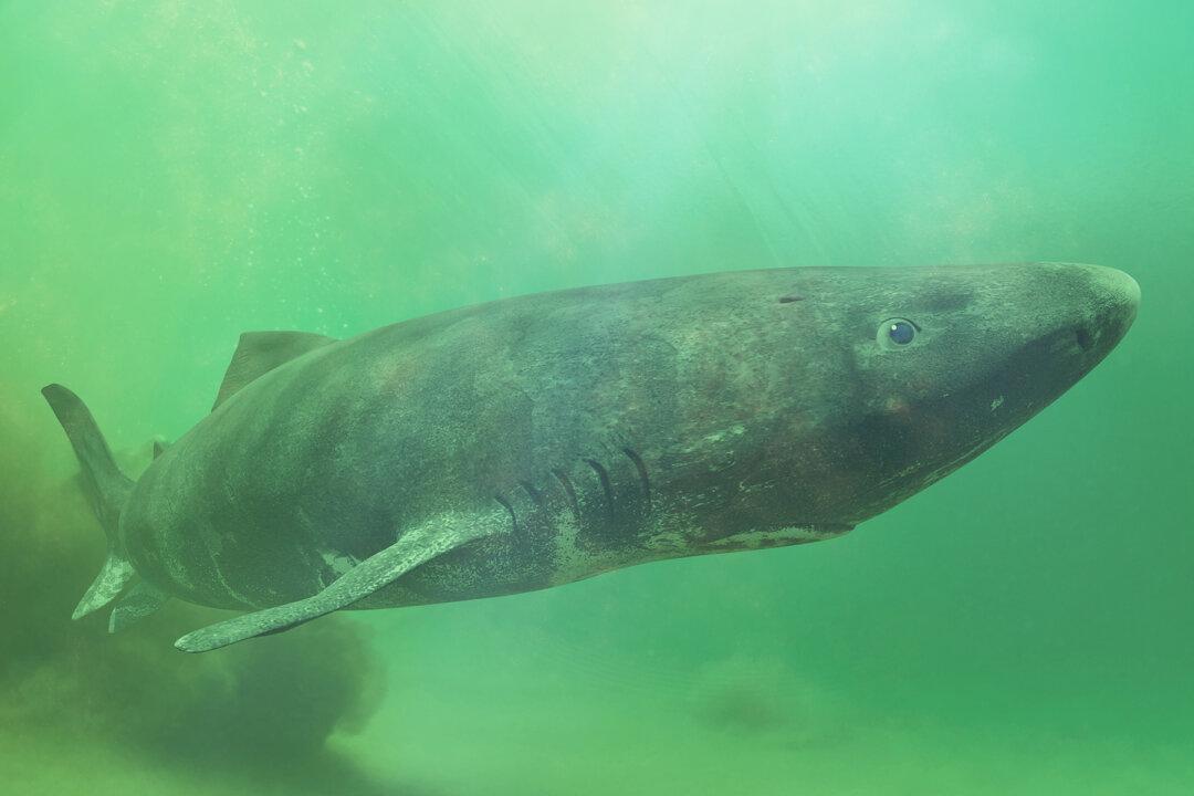 ‘Jaws Does Exist:’ Large Shark Captured on Video Near Massachusetts