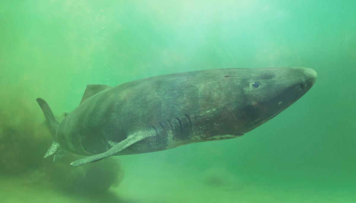 ‘Jaws Does Exist:’ Large Shark Captured on Video Near Massachusetts