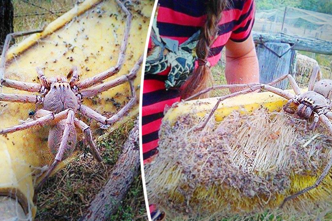 Woman Finds HUGE Huntsman Spider the Size of a Dinner Plate and Rescues It With a Broom