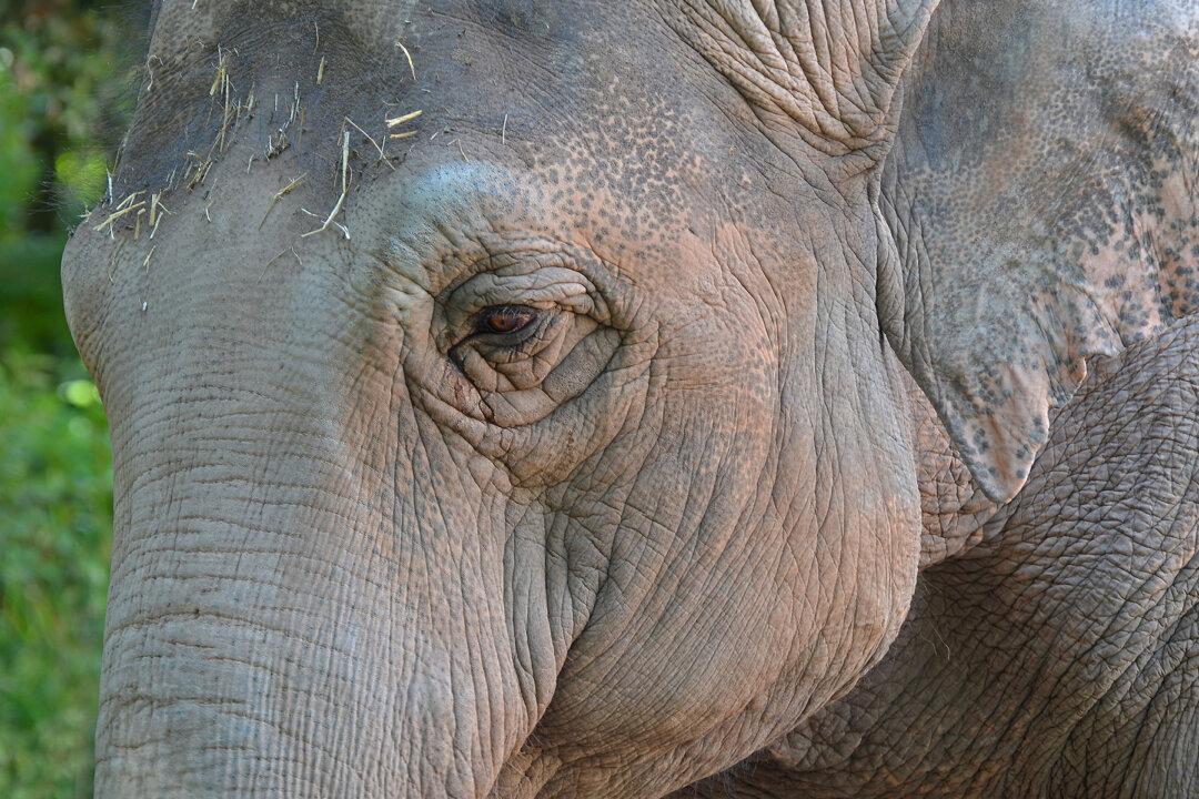 Video Shows Elephants Taking Part in Dead Calf’s Heartbreaking ‘Funeral Procession’