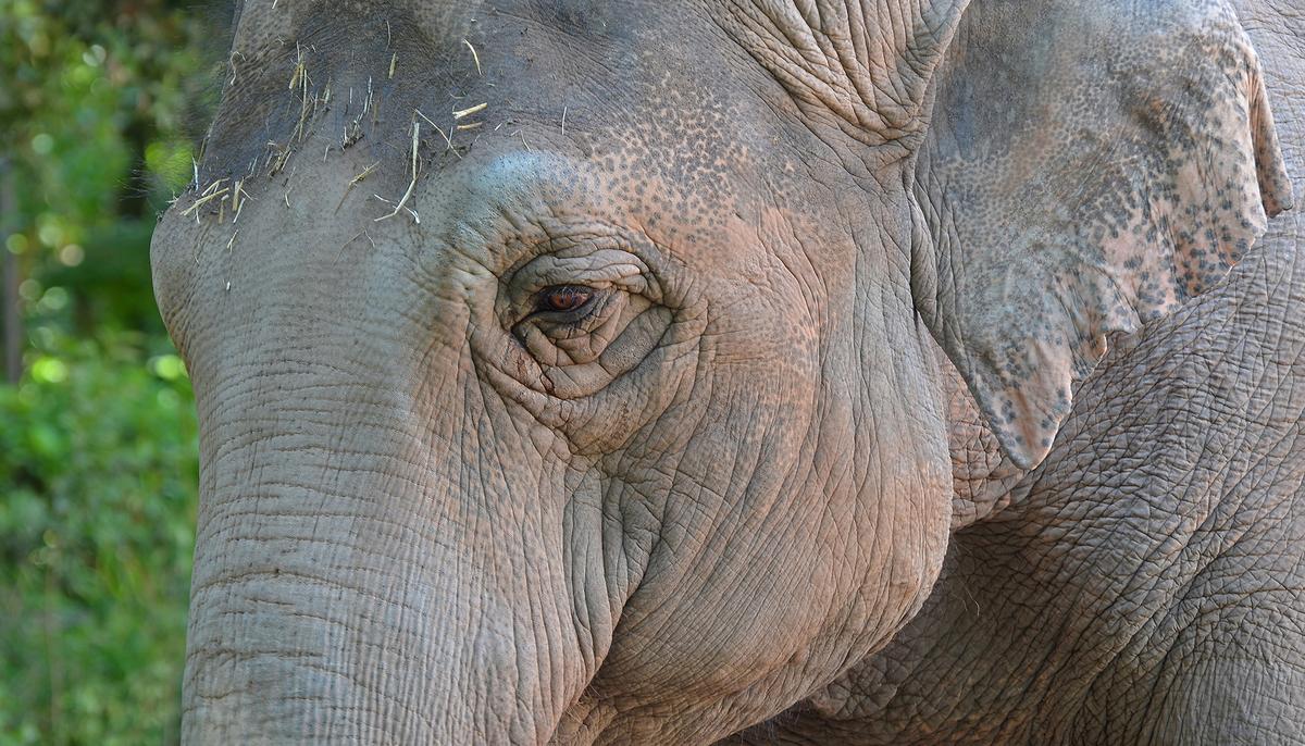 Video Shows Elephants Taking Part in Dead Calf’s Heartbreaking ‘Funeral Procession’