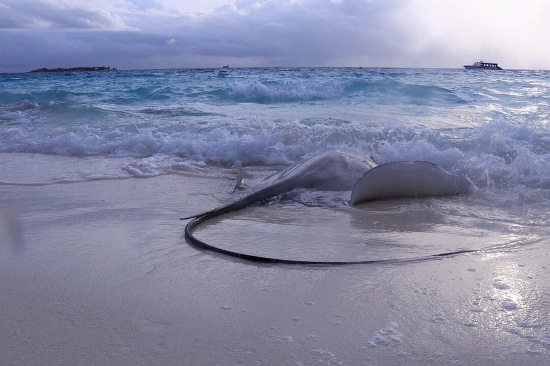 Video: Fisherman Helps Stingray Give Birth To a Pup