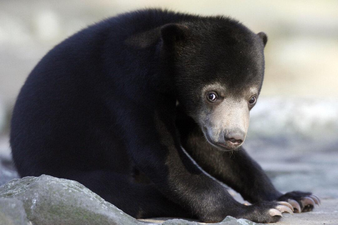 Malaysian Singer Arrested After Bear Spotted Roaring Out of Condo Window