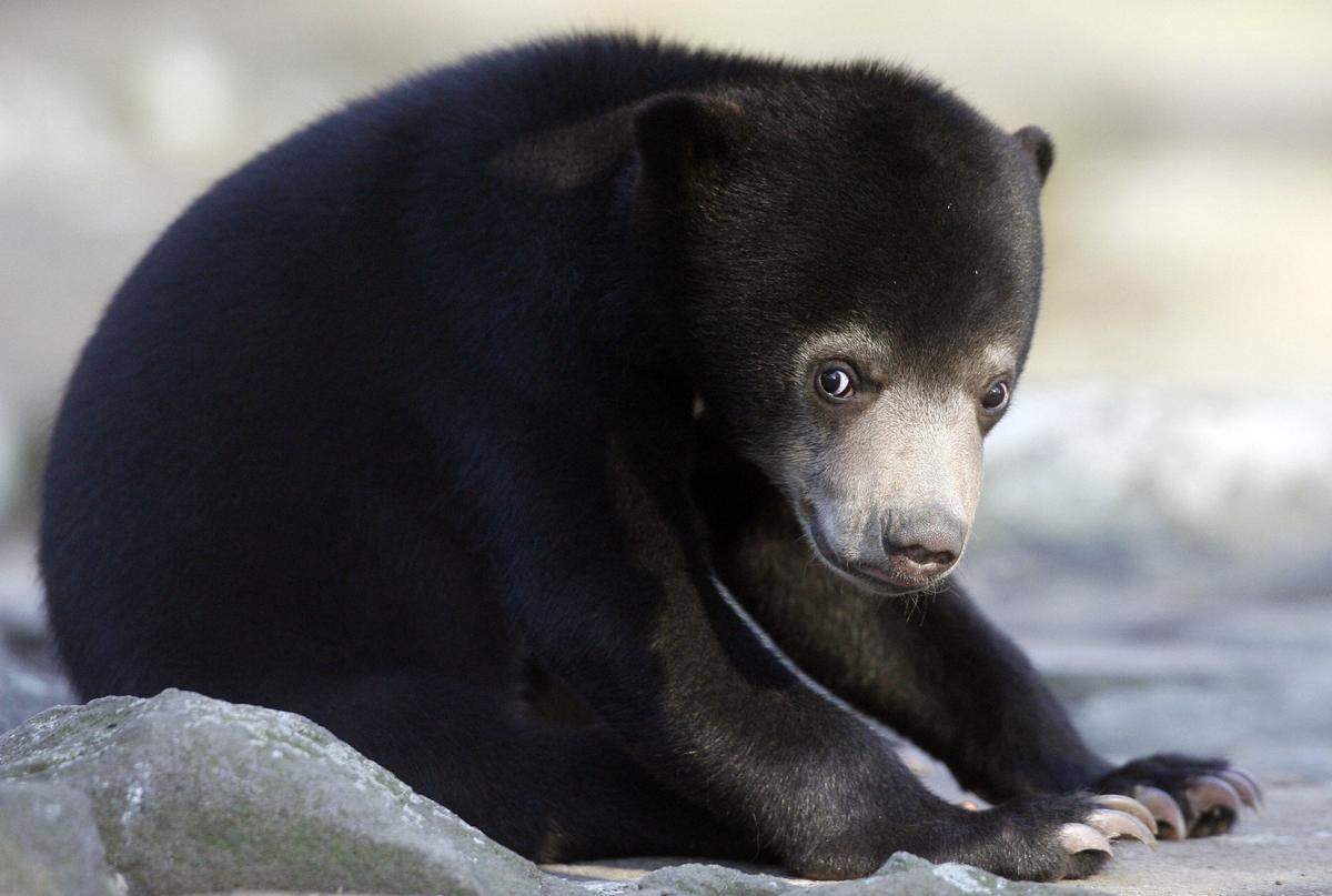 Malaysian Singer Arrested After Bear Spotted Roaring Out of Condo Window