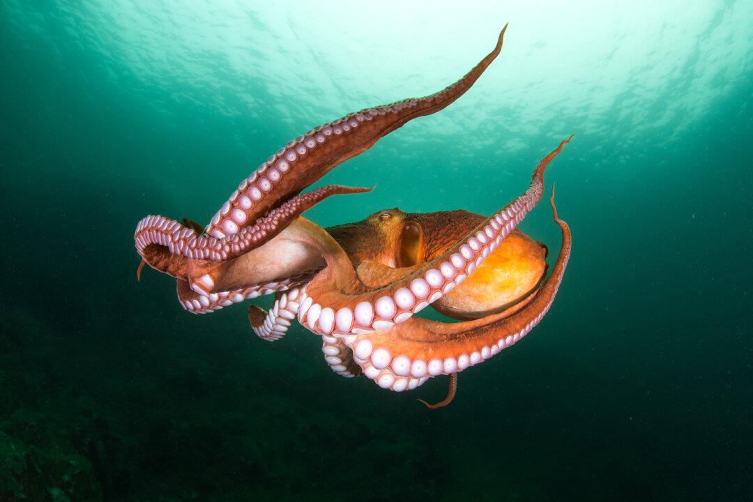 The Cutest-Ever Octopus Species the Size of Human Fist Looks Just Like Pac-Man Ghost