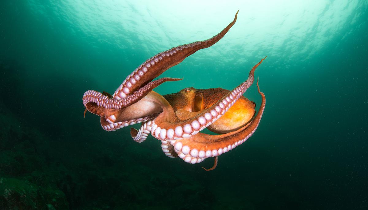 The Cutest-Ever Octopus Species the Size of Human Fist Looks Just Like Pac-Man Ghost