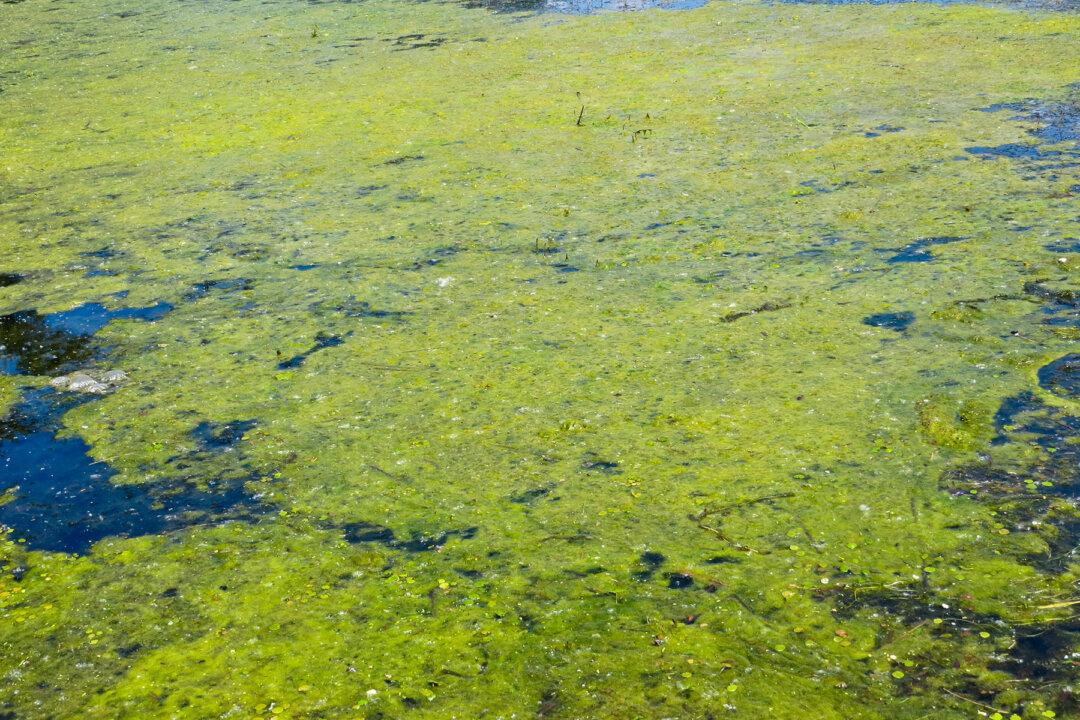 Dog Owner Warns Others After Blue-Green Algae Kills His 9-Month-Old Puppy