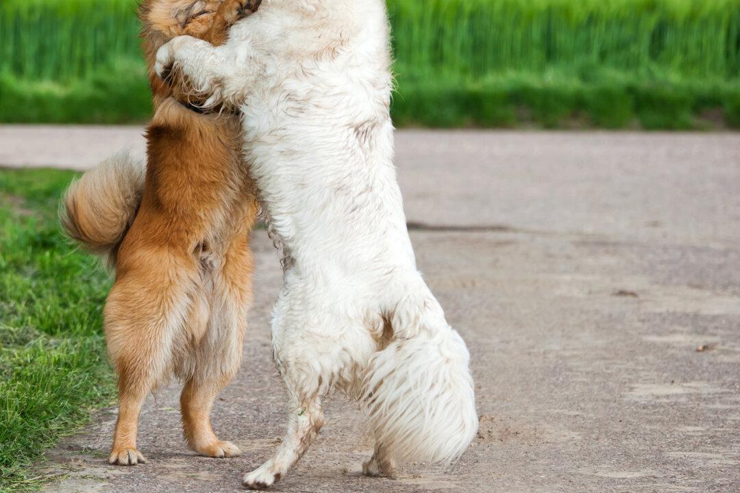 Viral Photo of 2 Dogs Hugging at Kill Shelter Reveals a Heartbreaking Truth