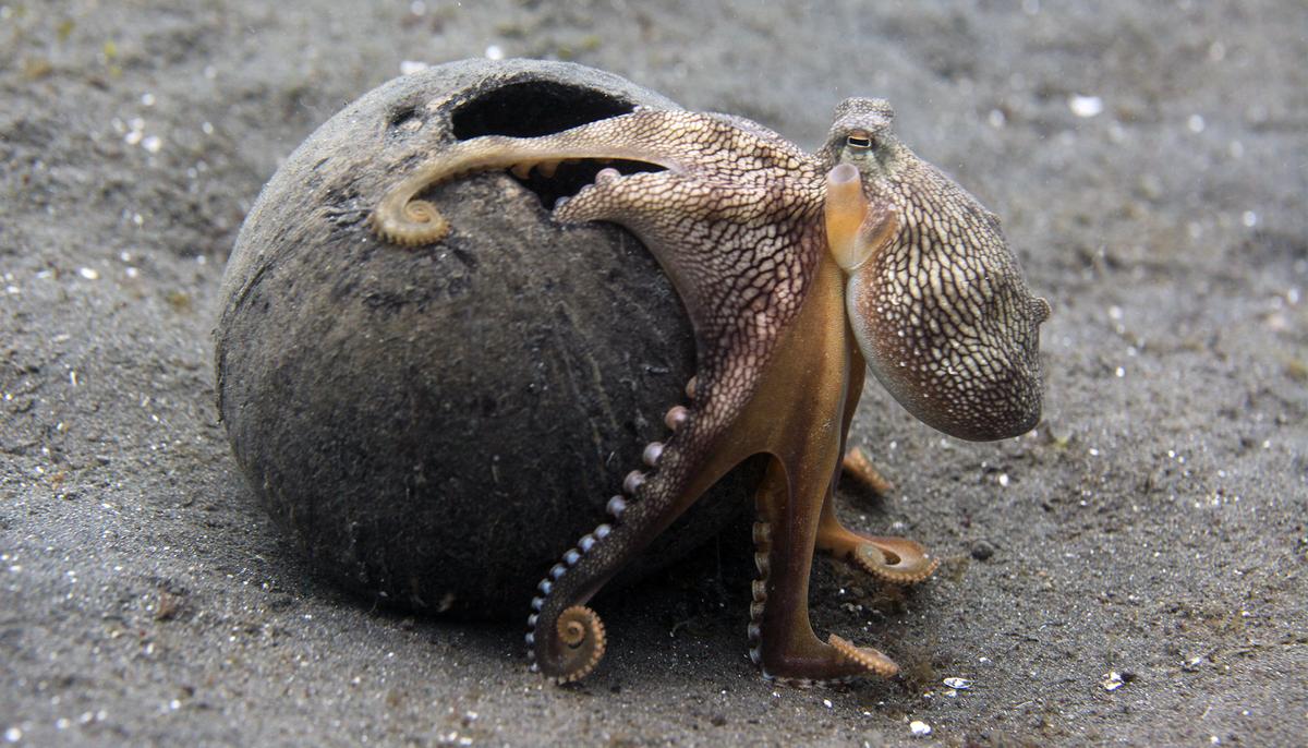 Stranded Octopus Thanks Woman for Saving Its Life Before Heading Back to Sea