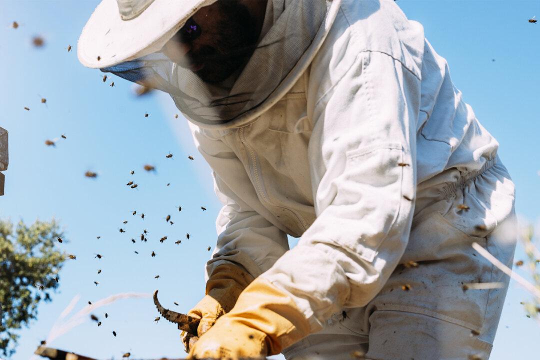 Bee Whisperer Spends 5 Hours to Remove Giant Honeycomb Hidden Behind Brick Wall