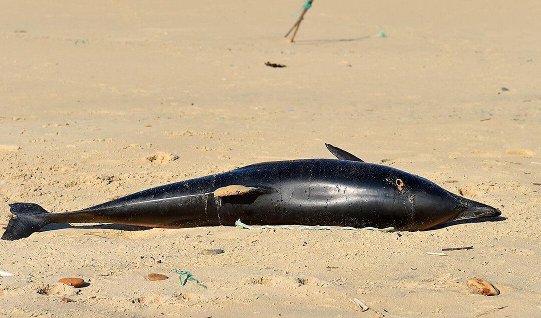 Number of Dolphin Deaths in Gulf Coast Triples in 2019