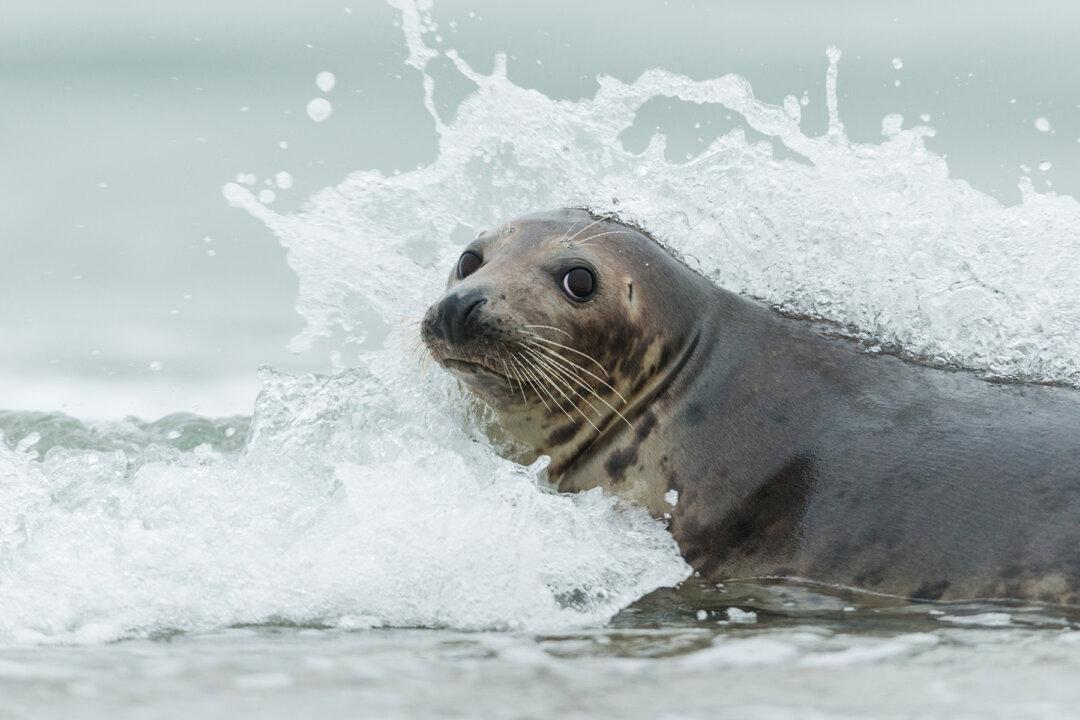 Cheeky Seal Goes Surfing Off the Australian Coast, but See Who’s Giving It a Free Ride