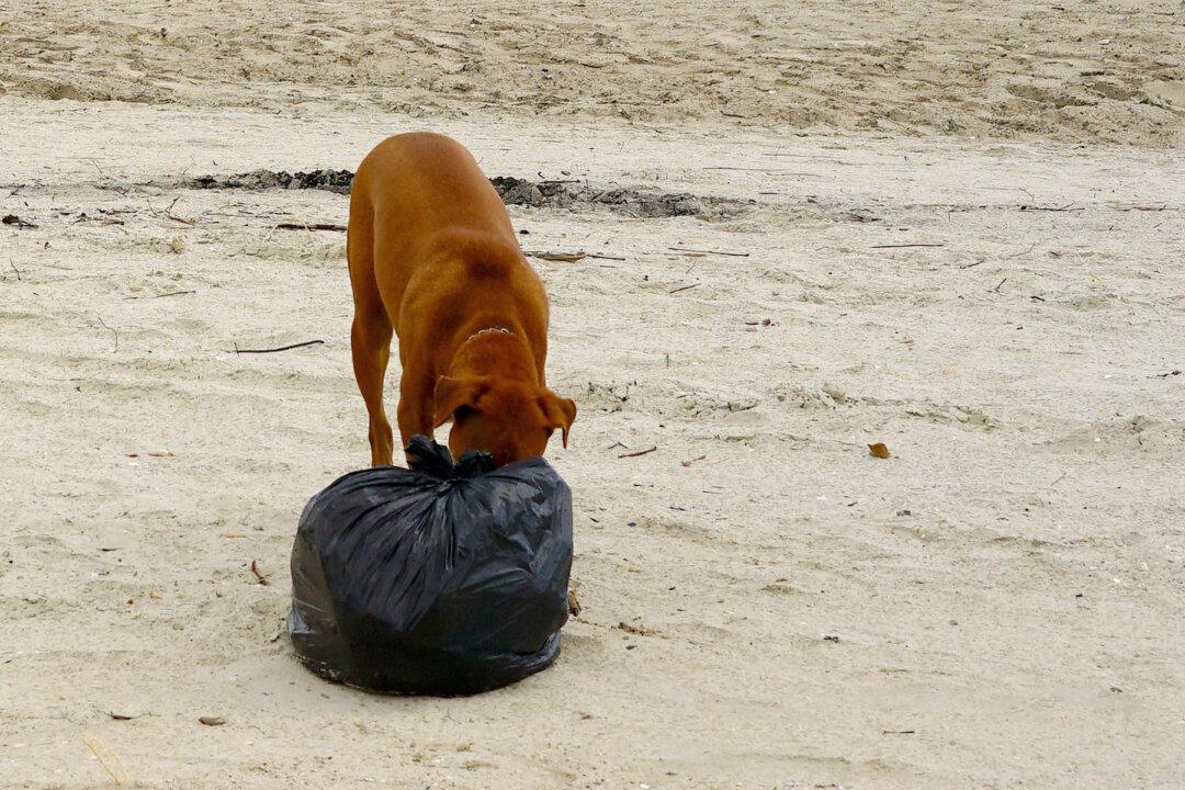 Dog Brings Trash Bag Home. When Owners See What’s Inside, They Rush to Hospital