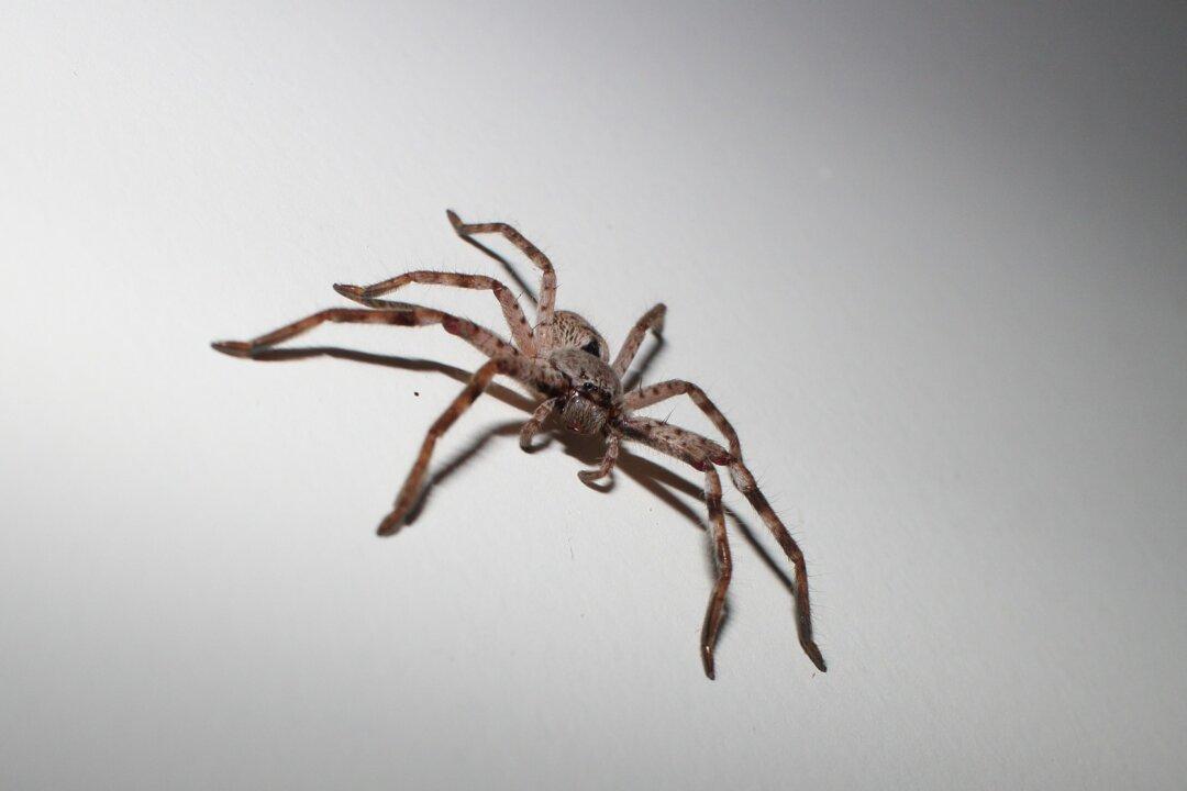 Australian Woman Discovers Giant Spider the Size of a Plate