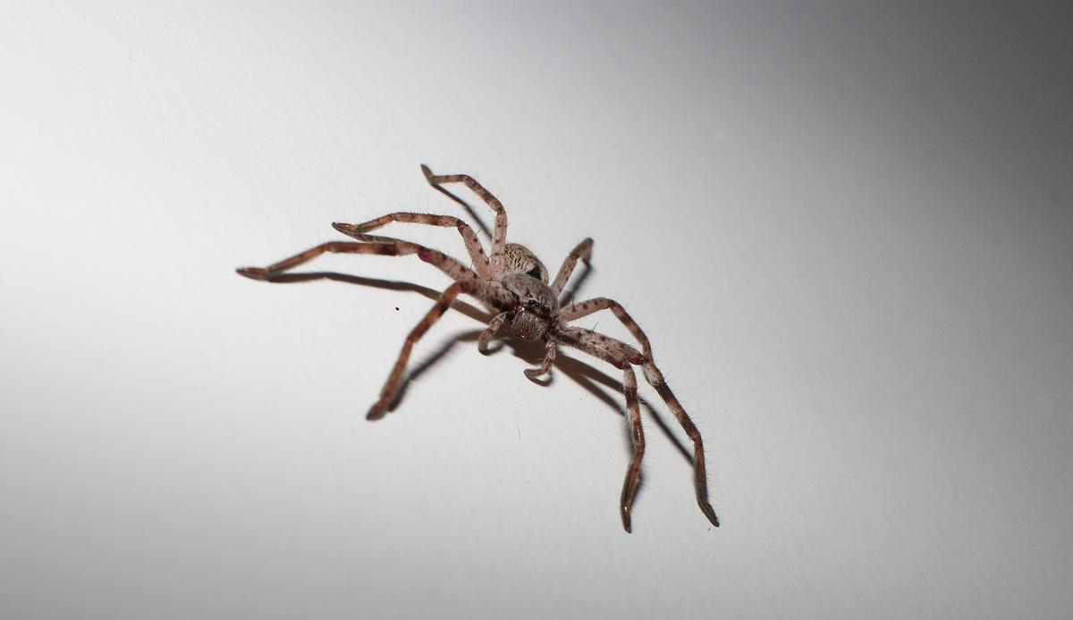 Australian Woman Discovers Giant Spider the Size of a Plate