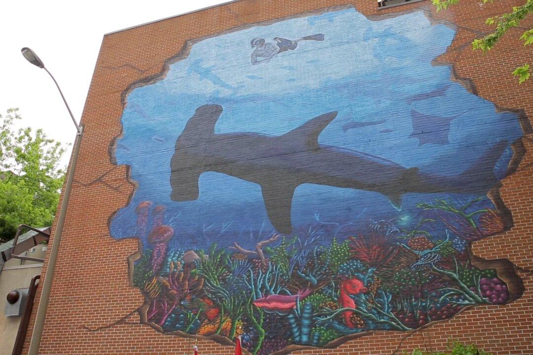 13-Foot-Long Hammerhead Shark Spotted Off Florida Beach