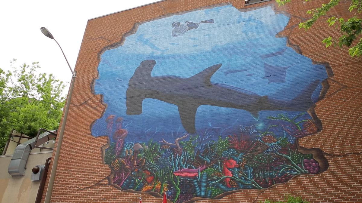 13-Foot-Long Hammerhead Shark Spotted Off Florida Beach