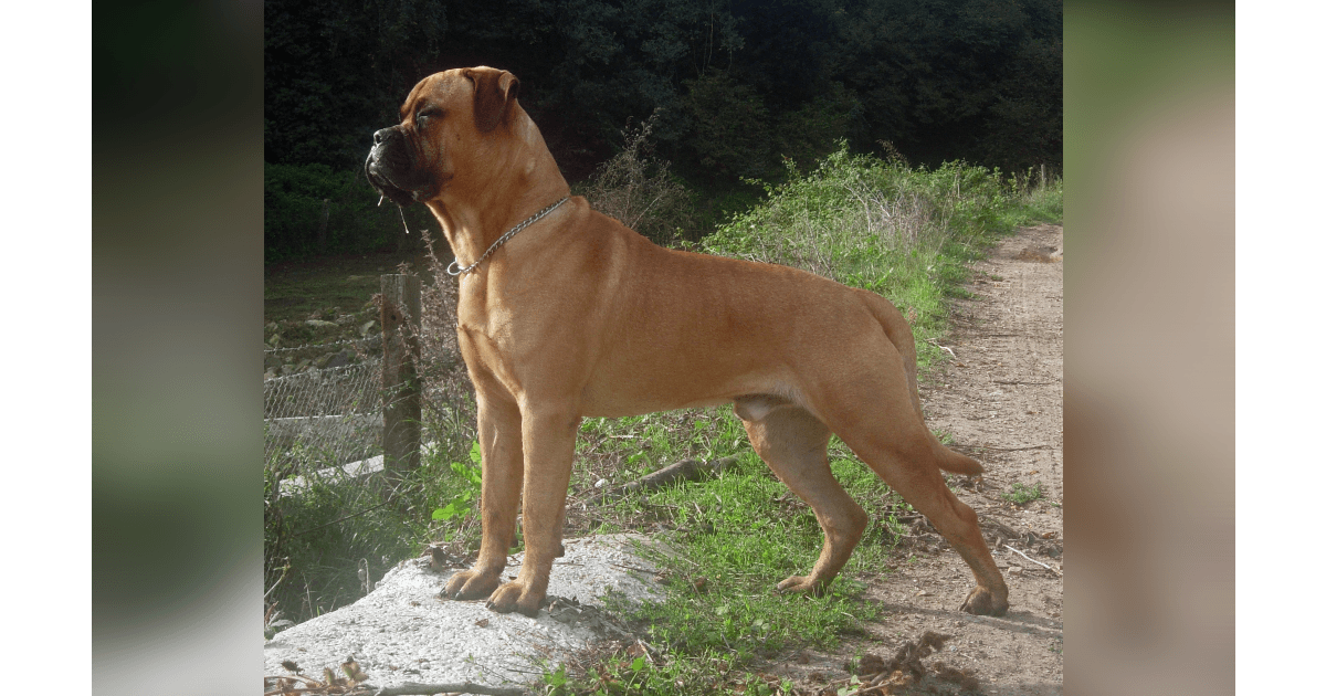 Florida Woman Bit in Face While Trying to Kiss Bullmastiff