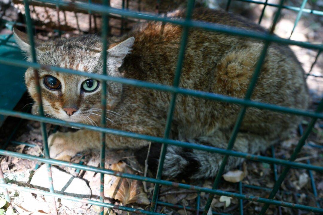 ‘Extraordinary:’ ‘Cat-Fox’ Animal Believed to Be a New Species