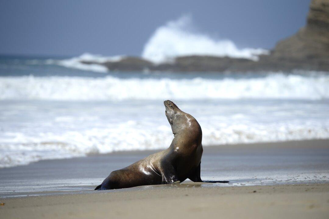 Sea Lion Lunges out of Surf to Bite Teenage Girl on California Beach
