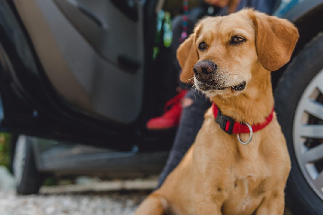 Starving Dog Found With Mouth Taped Shut Is Now Sheriff’s Brave Deputy ‘Chance’