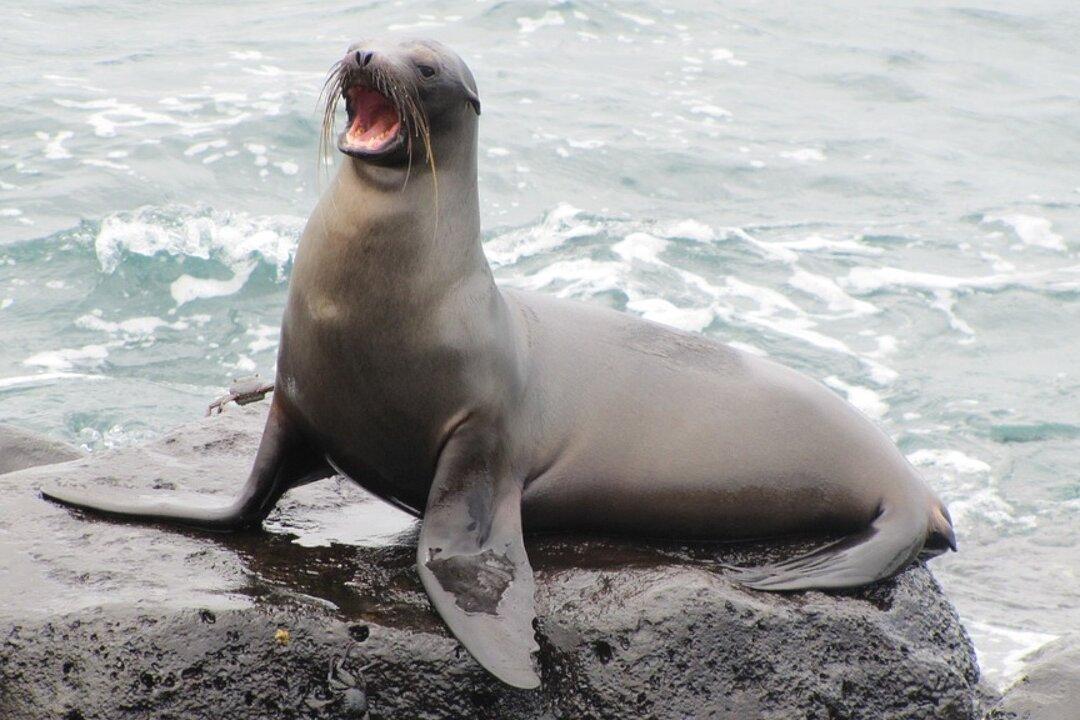 Sea Lion ‘In a State of Stupor’ Bites Teen Taking Selfies on the Beach