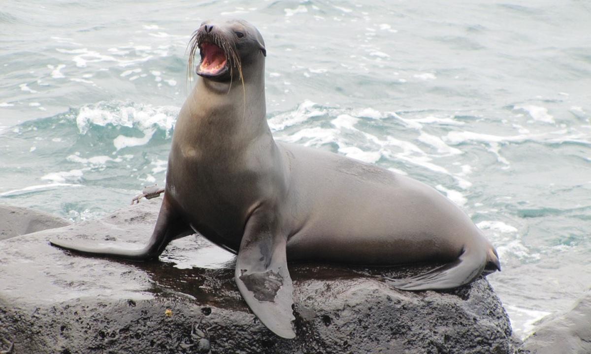 Sea Lion ‘In a State of Stupor’ Bites Teen Taking Selfies on the Beach