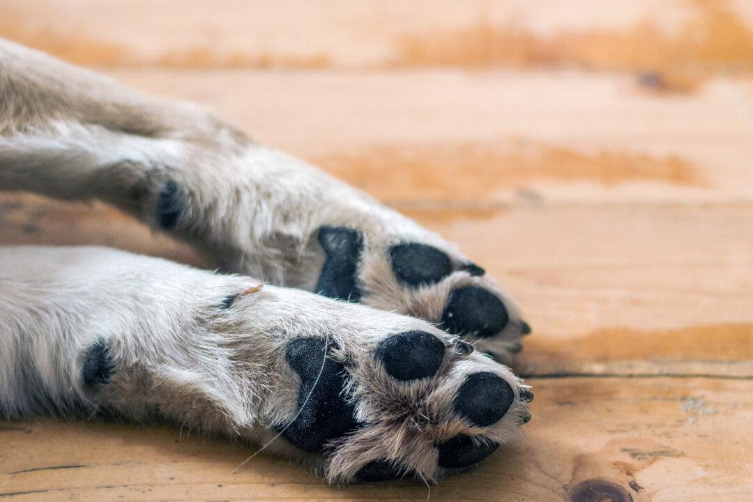 Dog Bitten in Eye by Rattlesnake Racks Up $6,000 Vet Fee–Then Netizens Pitch In to Help Owner