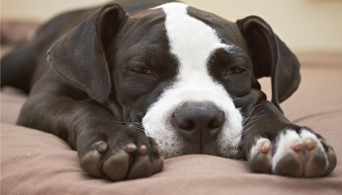 Baby Poops in His Onesie. When the Bulldog ‘Hears’ It, He Just Can’t Wait