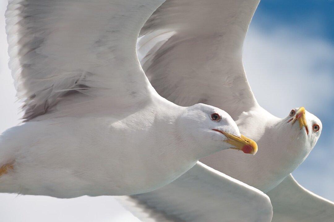 Elderly Couple Held Hostage by Seagulls for a Week, Man Ends up in Hospital