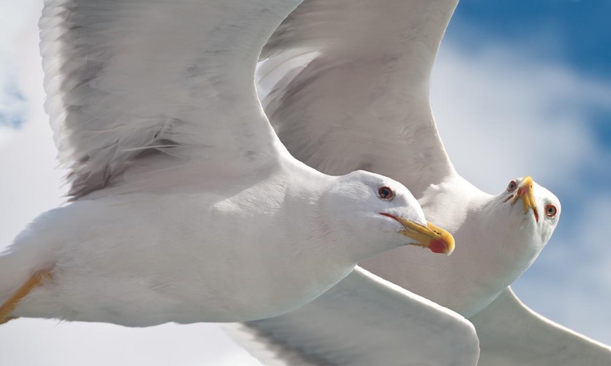 Elderly Couple Held Hostage by Seagulls for a Week, Man Ends up in Hospital