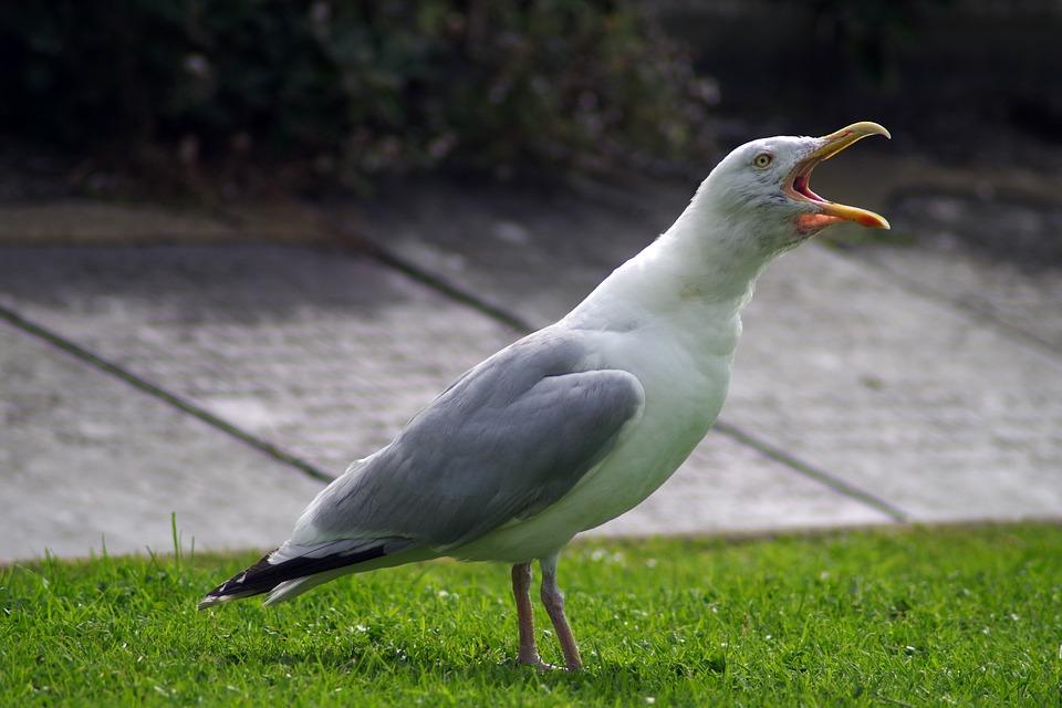 Bright Orange Bird Turns Out to Be Seagull Covered in Curry
