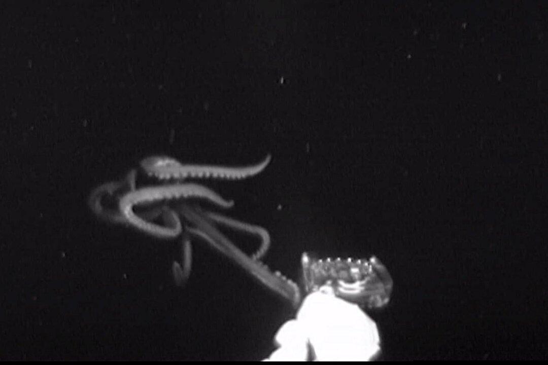 Giant Squid Captured on Camera for the First Time in the US