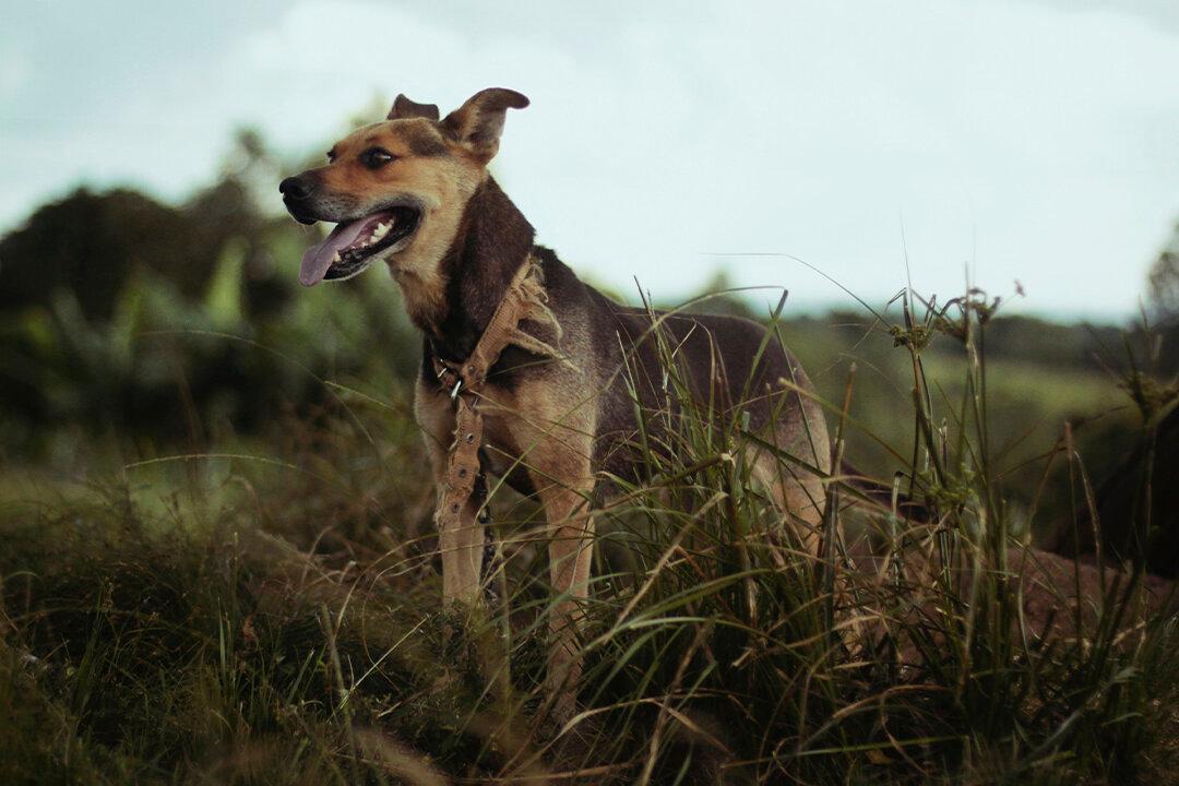 Dog Found Human Bone in Owner’s Backyard That Might Belong to Missing Woman