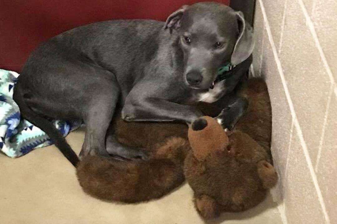 Heartbroken Puppy Clings to Giant Teddy Bear When Family Abandons Her Within Few Months