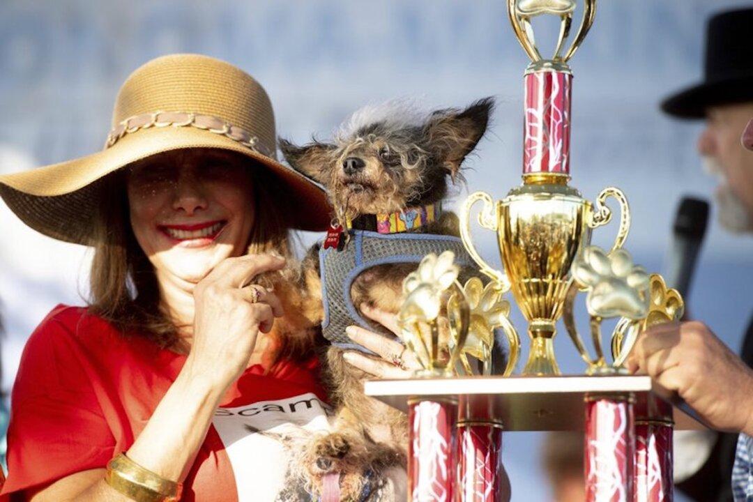 Scamp the Tramp wins World’s Ugliest Dog Contest