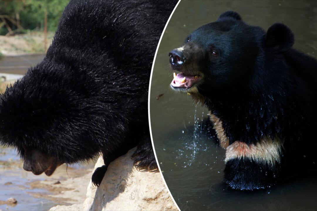 Man Claims the Puppy He Adopted Two Years Ago Grew Into a Bear