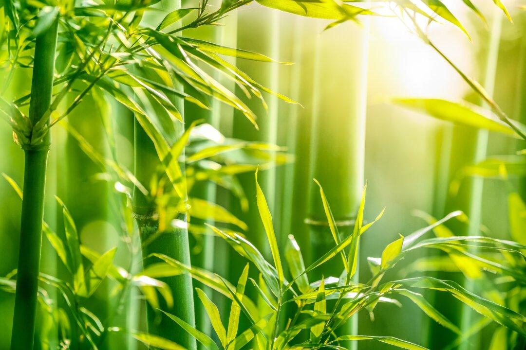 The ‘Secret’ Healing Properties of Bamboo