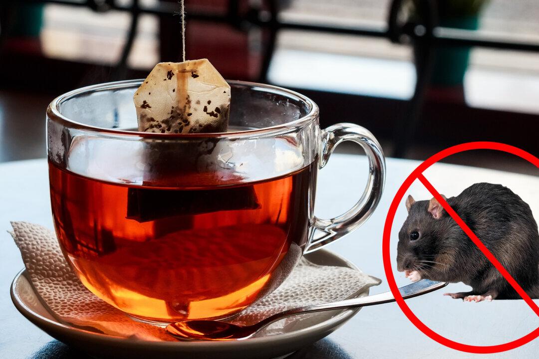 Keep Spiders and Mice Out of Your House, All You Need Is One Tea Bag