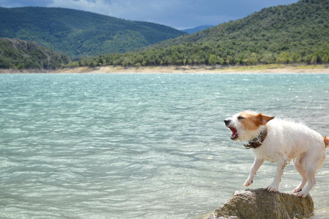 Dog Won’t Stop Barking and Nudging Owner at Beach, Stunned When He Finds Out Why