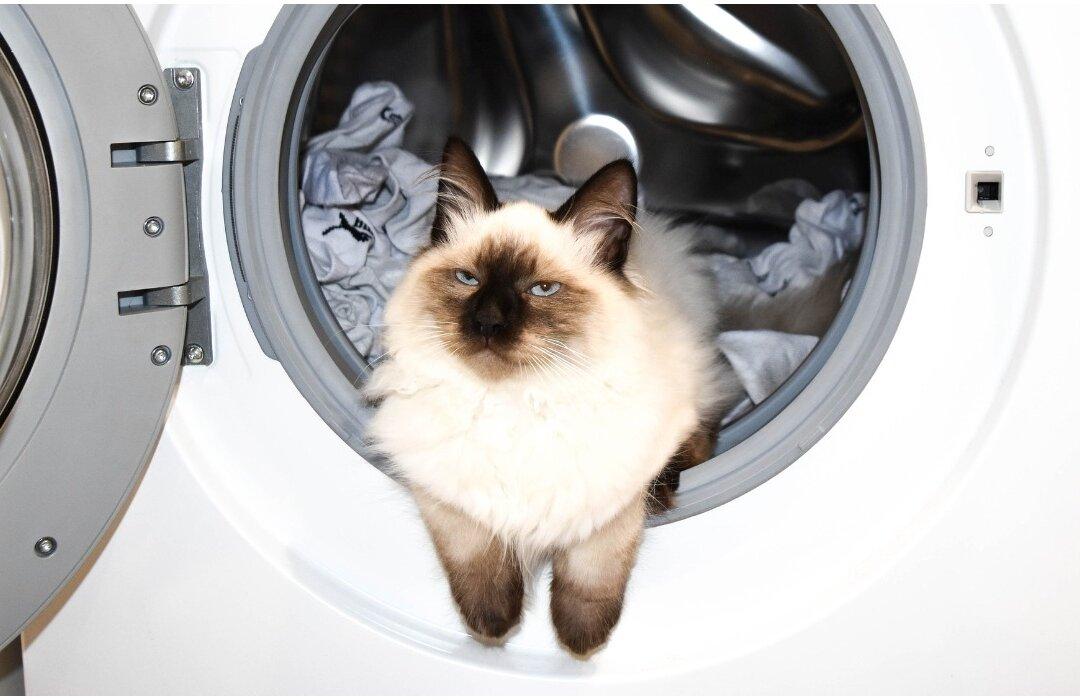 Cat Survives Wash, Rinse, and Spin in Family Washing Machine