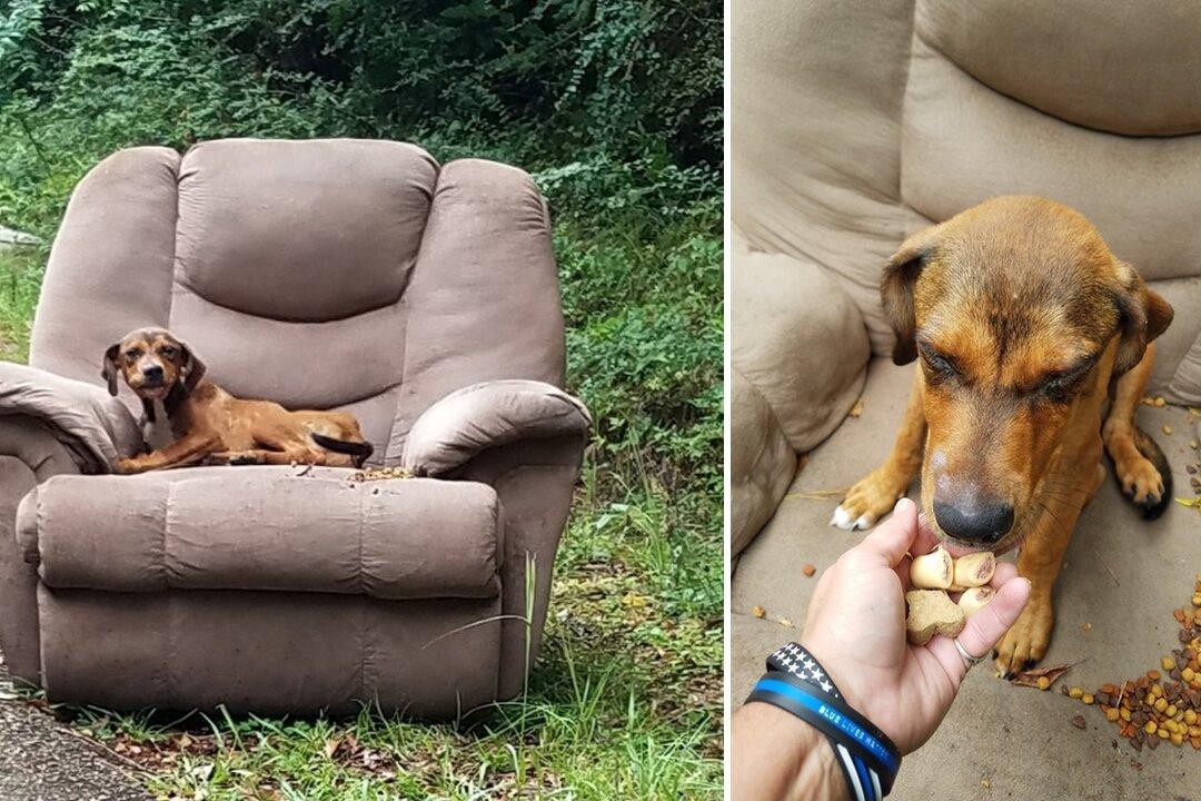 Puppy Found Abandoned on Roadside Armchair