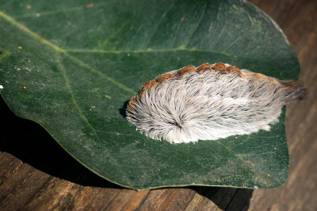 If You See This ‘Furry’ Creature, Do Not Touch: It Can Cause More Pain Than a Bee Sting
