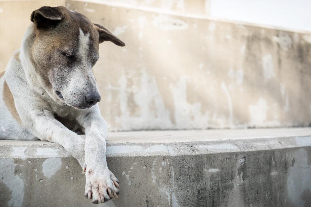 Stray Dog Is Buried Alive on Irked School Principal’s Orders, Here’s What Happened Next